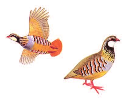 RED-LEGGED PARTRIDGE Alectoris rufa Size: 33cm (13in) Small, rotund gamebird with short wings and tail. Sexes have similar plumage.