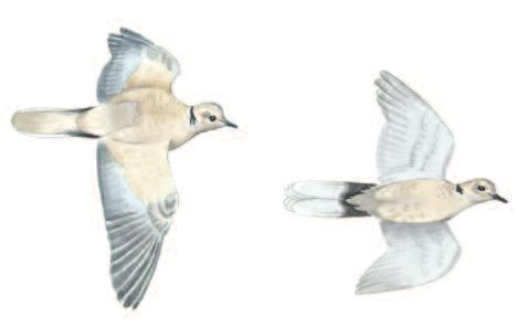 COLLARED DOVE Streptopelia decaocto Size: 31 33cm (12 13in) Noticeably pale dove with long, rather square-ended tail.