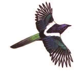 MAGPIE Pica pica Size: 46 cm (18 in) Medium-sized corvid, characterised by distinctive black and white plumage and long
