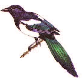 Belly, flanks and scapulars white; rest of plumage black with bluish or greenish gloss.
