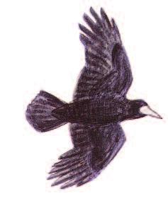 ROOK Corvus frugilegus Size: 46 cm (18 in) Large, black corvid with characteristic bare, white face patch.