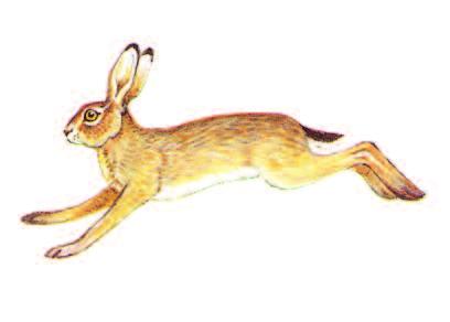 BROWN HARE Lepus europaeus Size: 50 68 cm (20 27 in) Medium-sized, characterised by very long ears and very long hind legs.