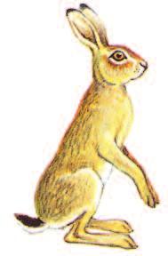Resembles mountain hare, also similar to, but much larger than, rabbit. NB: Hares are declining in some areas. Restraint in hare shooting is recommended where this is the case.