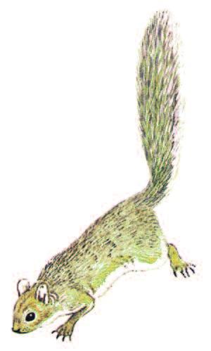 GREY SQUIRREL Sciurus carolinensis Size: 45 55 cm (17 1 /2 21 1 /2in) Medium-sized rodent.