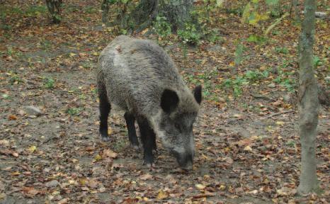 WILD BOAR Sus scrofa Large land mammal standing up to one metre at the shoulder. Adult males may exceed 150kgs in weight with females being somewhat smaller.