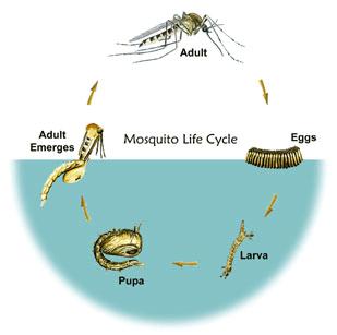 Mosquito Biology Mosquitoes are a part of the aquatic and the terrestrial food chains and are not just pests but also vectors of human and animal diseases.