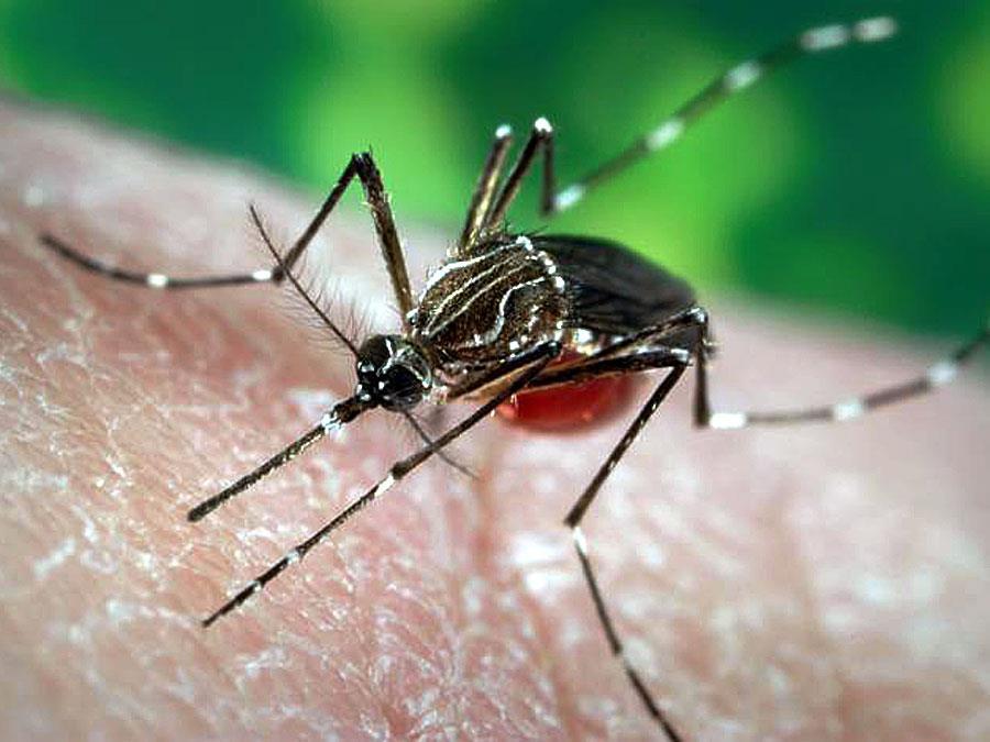 Invasive Mosquito Sp