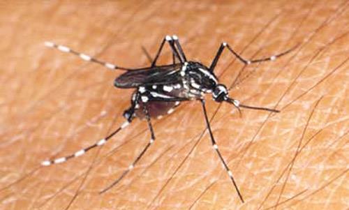 Primary vector for yellow fever, dengue, and chikungunya Aedes albopictus 6 Asian tiger mosquito