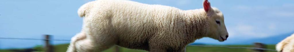 Liver fluke in sheep - is it an issue?