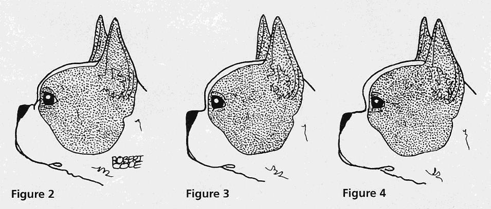 YOU BE THE JUDGE By Robert Cole From Dogs in Canada, March 1997 THE BOSTON TERRIER Based on the CKC 1957 breed standard THE HEAD Place Figure 2, Figure 3 and Figure 4, in order.