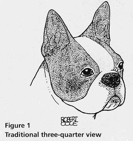 The standard asks that first place Figure 2 s muzzle be free of wrinkle. However, you seldom find a Boston Terrier muzzle devoid of wrinkle.