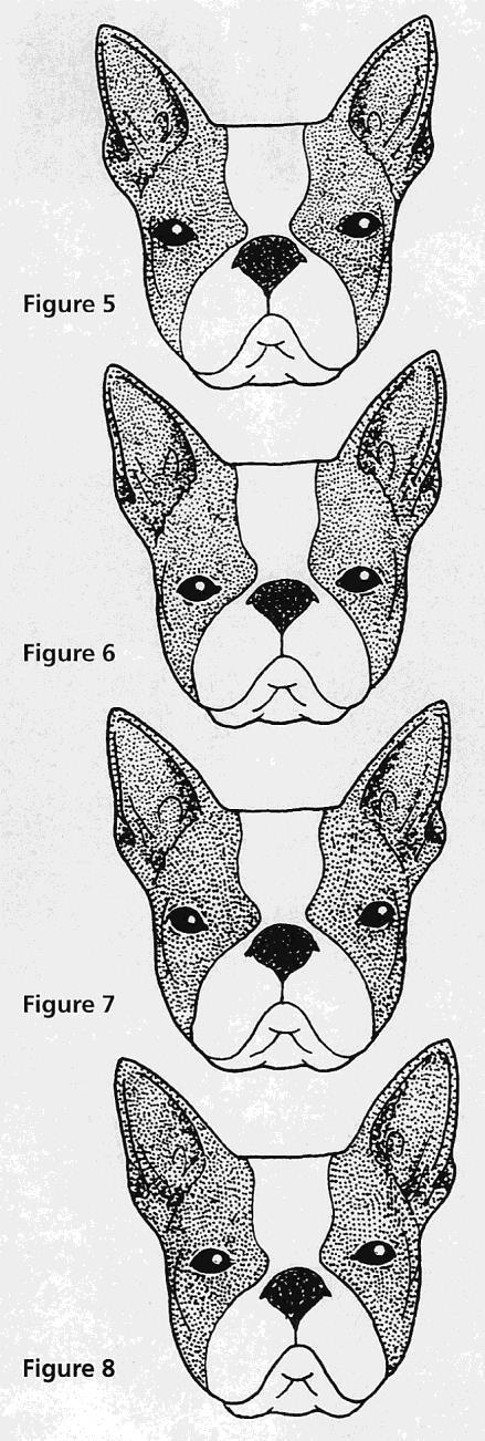 WHICH EYES ARE CORRECT? On which one of these four heads, Figure 5, Figure 6, Figure 7 or Figure 8, are the eyes correctly positioned? Boston eyes should be set wide apart, large, round and dark.