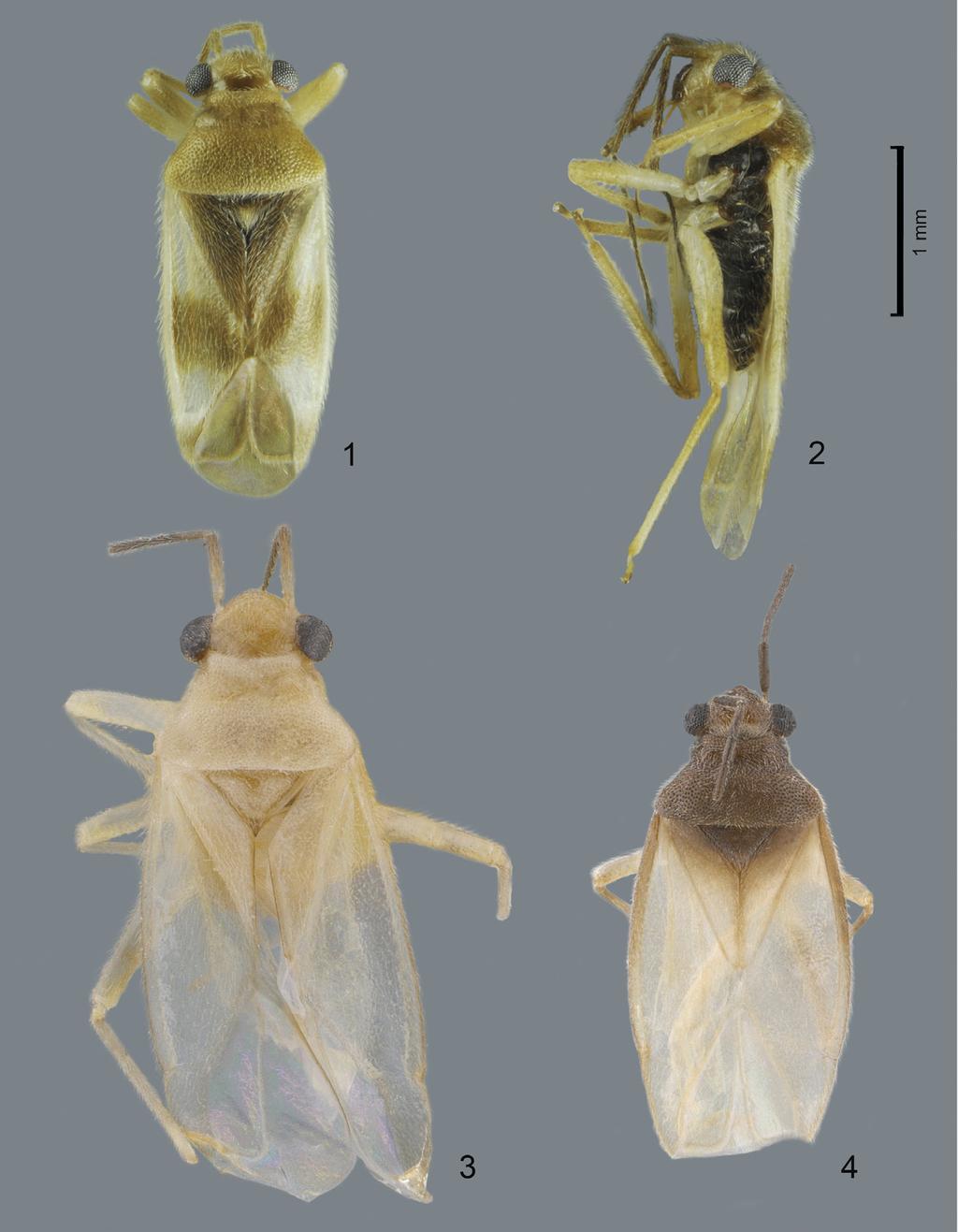 Acta Entomologica Musei Nationalis Pragae, 56(1), 2016 53 Figs 1 4. Habitus of Ambunticoris spp. 1 2 Ambunticoris sulawesicus sp. nov., male.