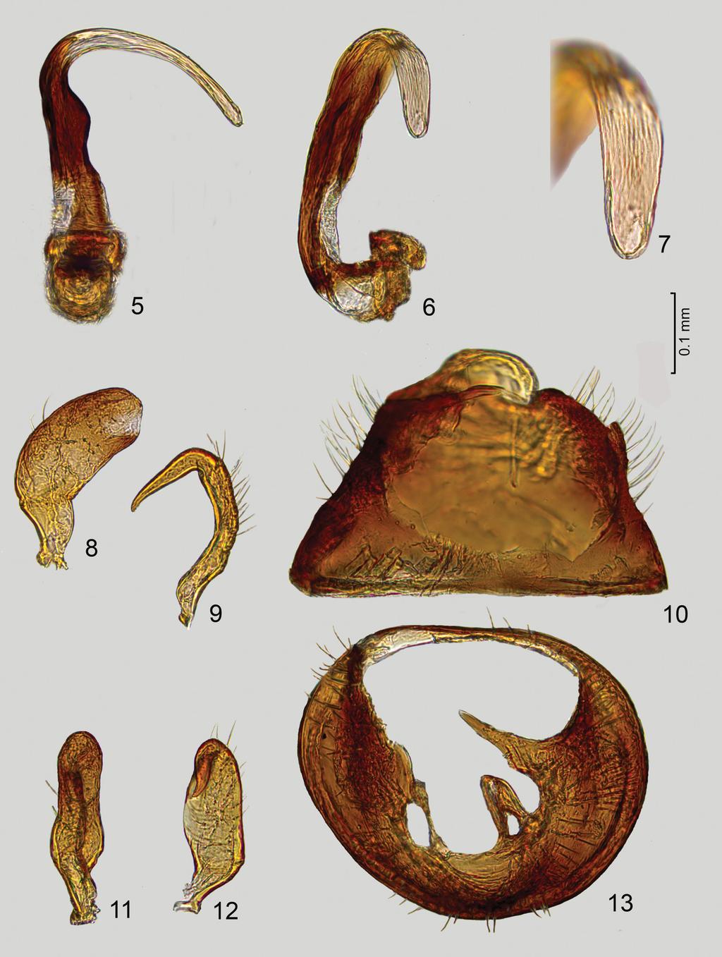 54 KONSTANTINOV & ZINOVJEVA: A new Ambunticoris from Sulawesi (Miridae) Figs 5 13. Ambunticoris sulawesicus sp. nov., male genitalia.