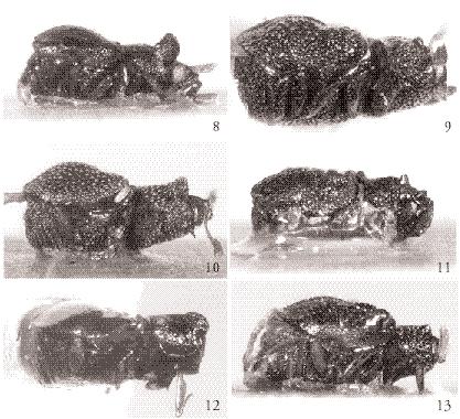 TIJDSCHRIFT VOOR ENTOMOLOGIE, VOLUME 143, 2000 Figs. 8-13. Lateral views of new species. 8, Orectoscelis demotus Caterino; 9, O. punctatus Caterino; 10, O. aurolepidus Caterino; 11, O.