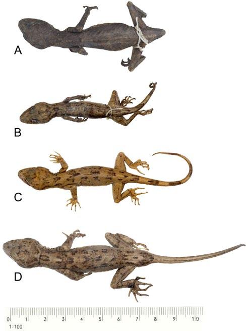154 Sven Mecke et alii Fig. 2. Diagnostic characters of Cyrtodactylus fumosus.
