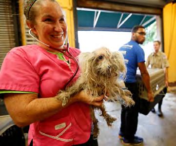 Photo compliments of HSUS The first group of 53 dogs and 10 cats arrived at a Gwinnett County VCA Animal Hospital on the morning of Friday, August 19, after being transported with the help of