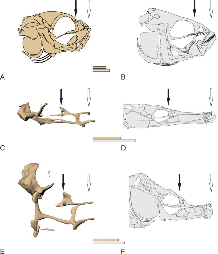 266 H. LEYSEN ET AL. Fig. 7. Crania, scaled to same head length (from front of autopalatine bone to back of occipital region), of juveniles (beige) and adults (grey). A juvenile G. aculeatus (16.