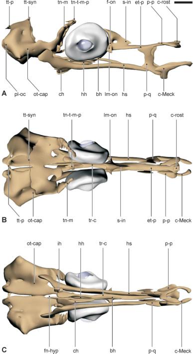 CRANIAL MORPHOLOGY OF SYNGNATHID SPECIES 257 S. rostellatus (13.1 mm SL) used for serial sectioning shows the hyoid in a resting position, whereas that of H. capensis (12.