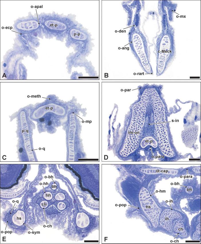 258 H. LEYSEN ET AL. Fig. 2. Histological cross-sections of the juvenile cranium of Syngnathus rostellatus UGMD175388 (13.1 mm SL).
