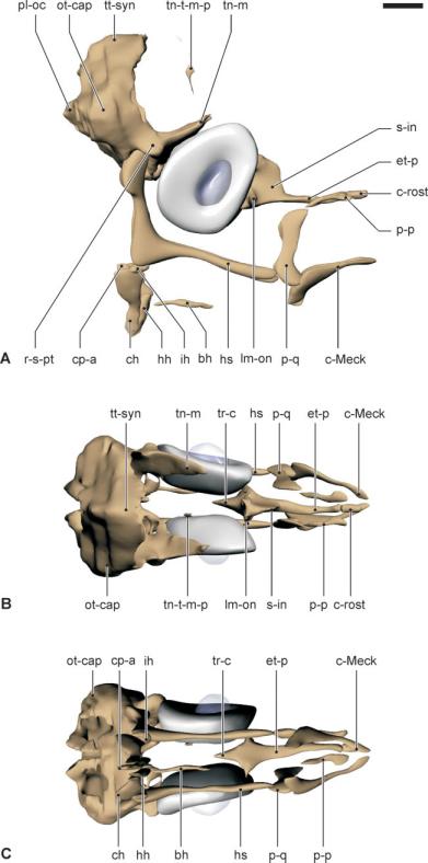 CRANIAL MORPHOLOGY OF SYNGNATHID SPECIES 259 upper jaw, both maxillary and premaxillary bones have appeared and are already fairly well developed.