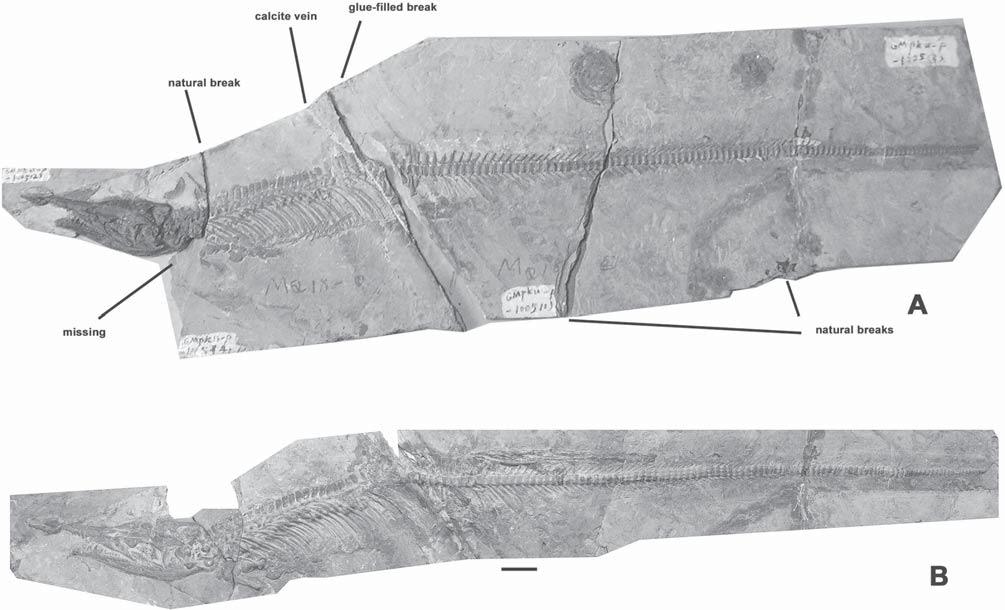 48 PALAEODIVERSITY 7, 2014 Fig. 1. Xinpusaurus kohi (JIANG et al., 2004), holotype (GMPKU 2000/005) from the Upper Triassic (Xiaowa Formation, Carnian) of Guanling, Guizhou, PR China.