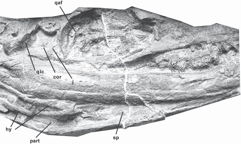 50 PALAEODIVERSITY 7, 2014 s inusoidal suture with the surangular that extends anterodorsally-posteroventrally.