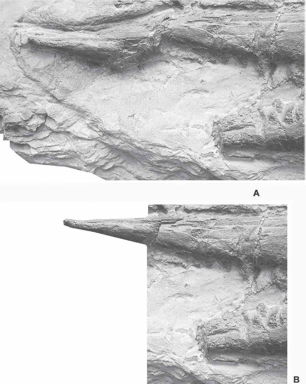 MAISCH: XINPUSAURUS FROM THE TRIASSIC OF CHINA 51 Fig. 4.
