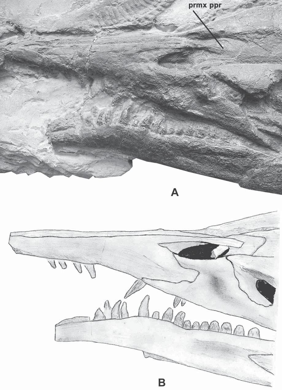 52 PALAEODIVERSITY 7, 2014 Fig. 5. Xinpusaurus kohi (JIANG et al., 2004).
