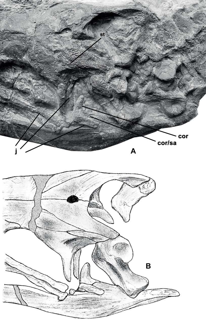 MAISCH: XINPUSAURUS FROM THE TRIASSIC OF CHINA 53 Fig. 6. Xinpusaurus kohi (JIANG et al., 2004).