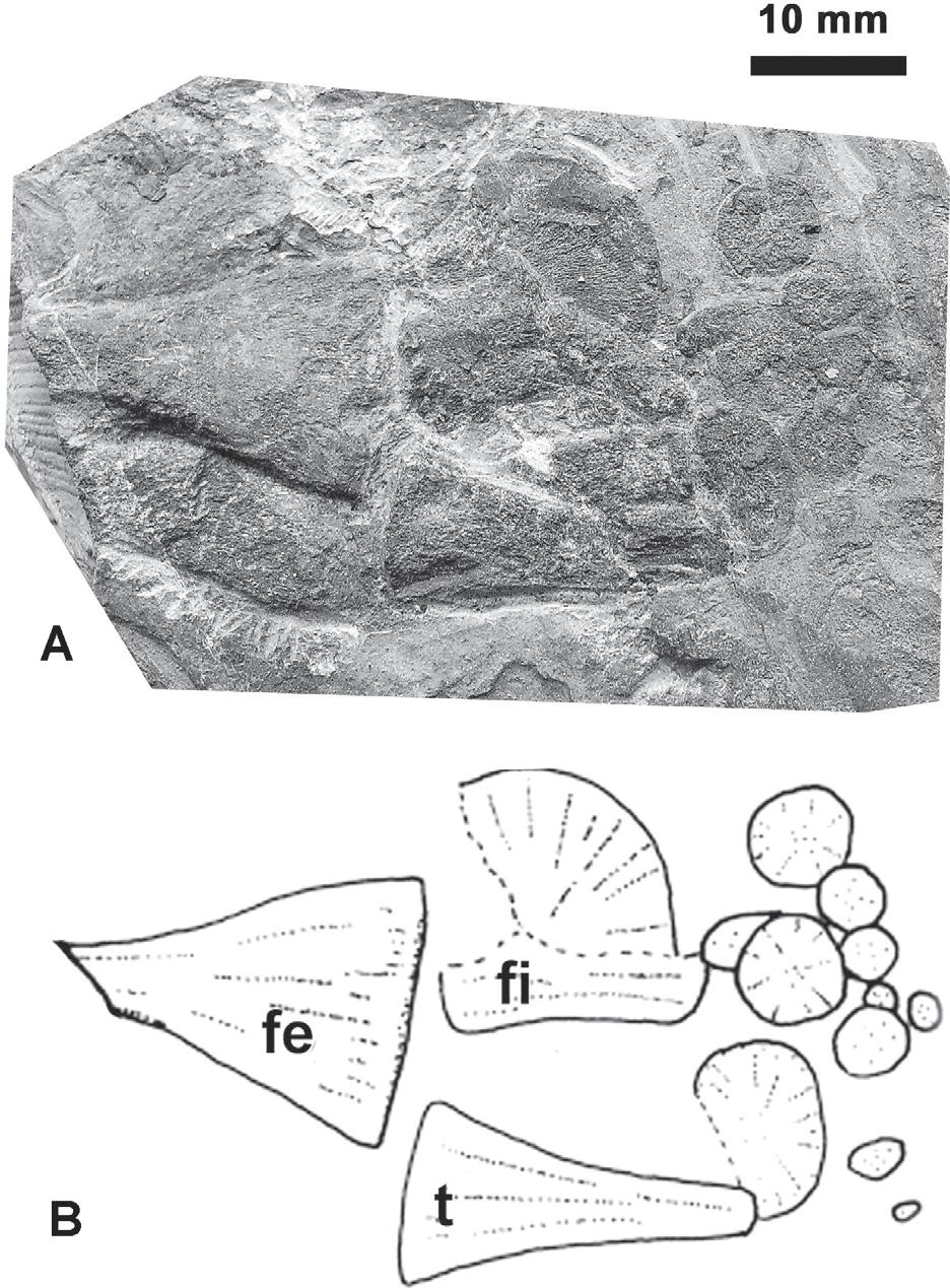 MAISCH: XINPUSAURUS FROM THE TRIASSIC OF CHINA 55 Fig. 7. Xinpusaurus kohi (JIANG et al., 2004).