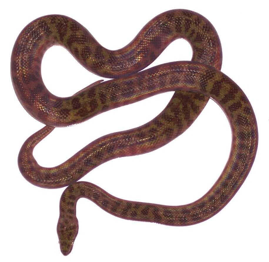 Children s Python (Mt Isa & Darwin Form) Liasis childreni, Anteresia childreni G2619 A small python from Mt Isa (QLD) to the Kimberley (WA).