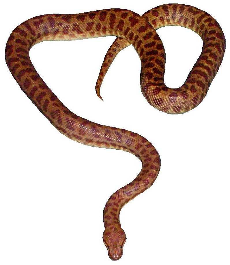 2 metres, generally 1.0 metre. $ 4 - $ 10 Easy Large Blotched Python (Stimson s Python) Liasis stimsoni, Anteresia stimsoni W2819 A small python from the arid interior of NT, WA and SA.
