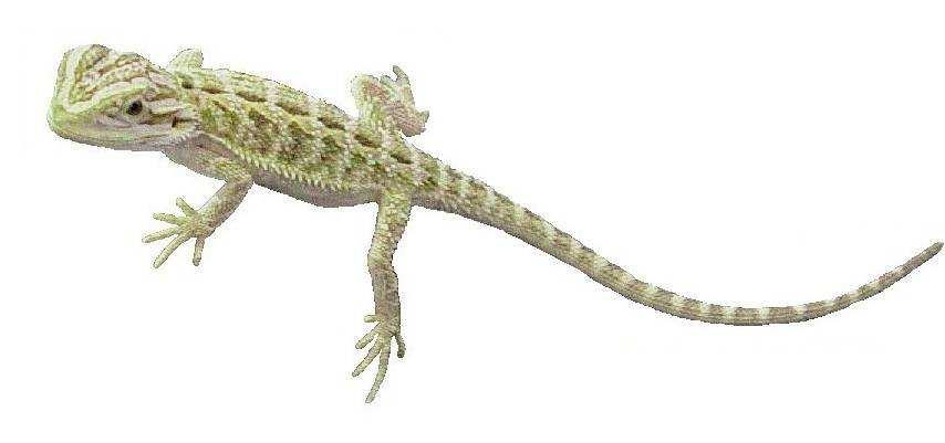 Centralian Bearded Dragon Pogona vitticeps Y2204 A medium sized lizard from the central parts of Australia.
