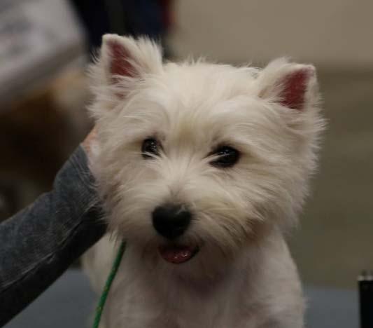 Westie Ambassadors Attend SKC On March 11 and 12 the club participated at the breed educational booths on the mezzanine at the SKC Dog Show.