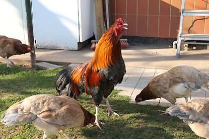 5 to 2 kilo for hens, the Cubalaya belongs to the lighter poultry breeds. Together with the Sumatra and Yokohama they build the group of Longtail Fowl, related to the Game Fowl.