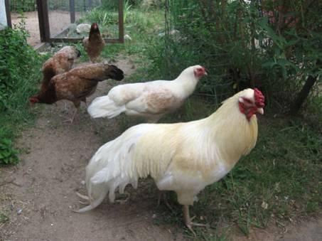 The expected egg production is between 100 and 160 per year depending on the breeding line, brooding, etc.