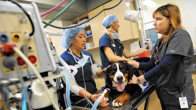 How high-tech treatments add hope, and cost, to keeping a sick pet alive Veterinary assistants Cory Wakamatsu, left, and Talon McKee prep Coach, a year-old Bernese mountain dog, for surgery with