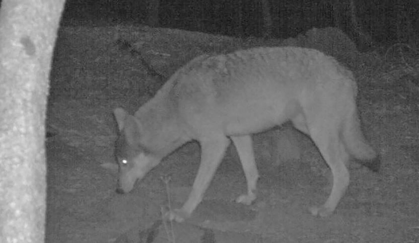 The preferred habitat of the recently returned gray wolf (Canis lupus) also encompasses rangeland habitats in northern California as it does in other western states (CDFW 2016).