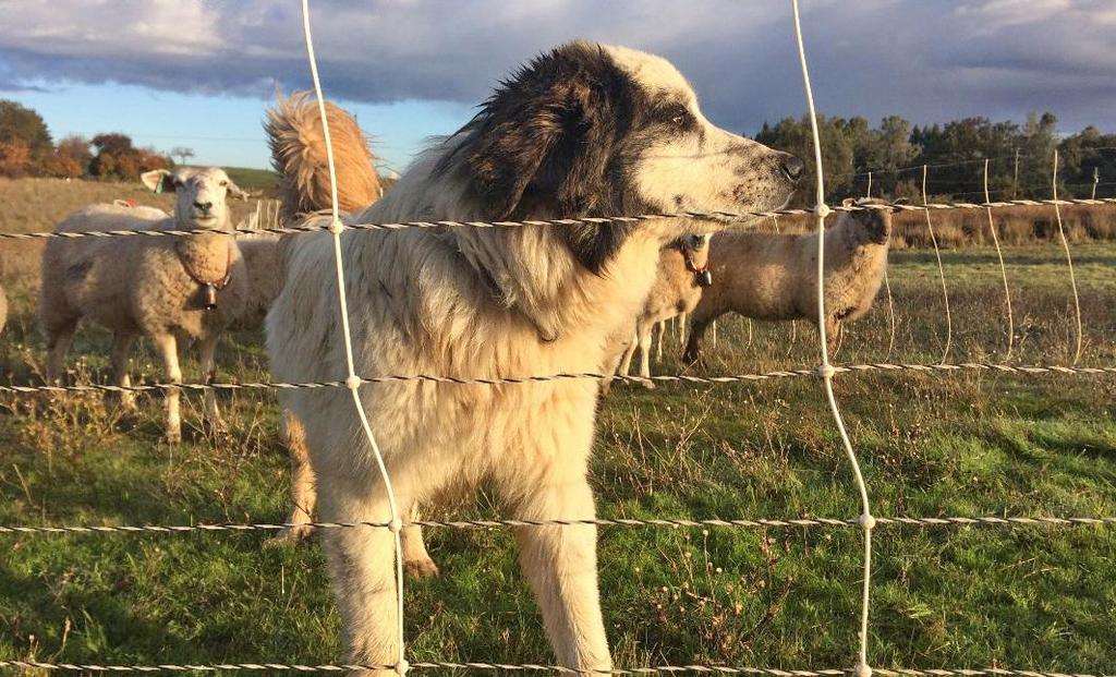 ANR Publication 8598 Livestock Protection Tools for California Ranchers January 2018 6 Figure 4. Effective livestock guardian dogs bond with the livestock they are protecting. Photo: D. Macon.