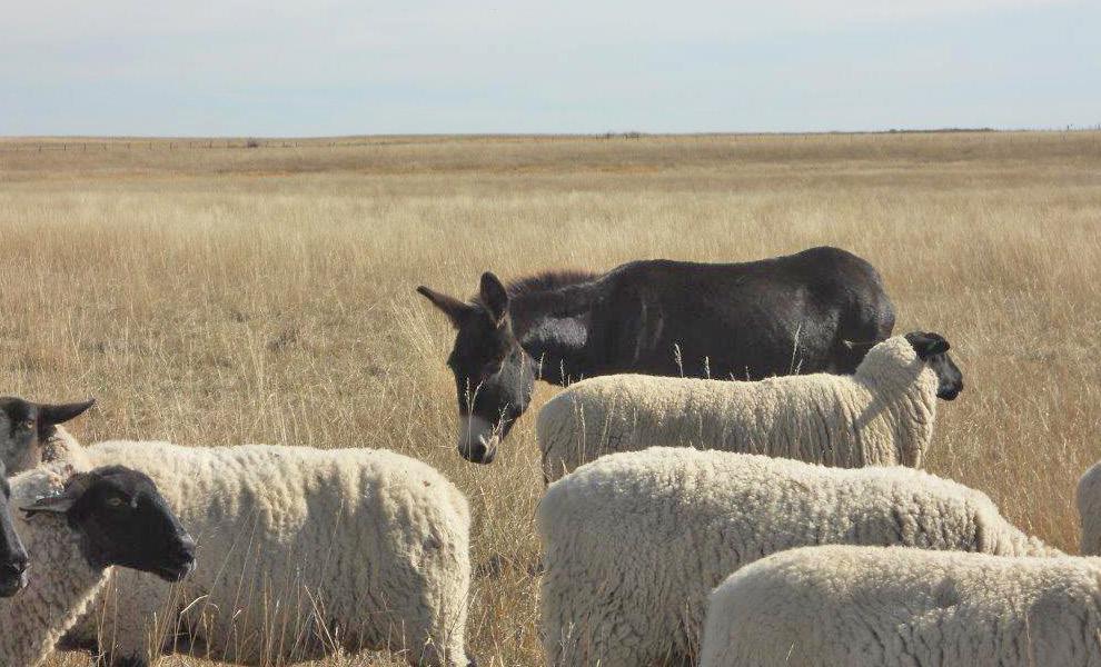 ANR Publication 8598 Livestock Protection Tools for California Ranchers January 2018 7 Figure 5. Donkeys may be effective guardians in open pasture settings. Photo: R. Dawe.