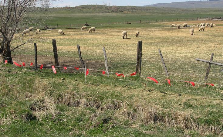 Electronet fencing can be highly effective at protecting livestock from feral dogs, coyotes, and other small- to mid-size canine predators. Photo: E. Macon.