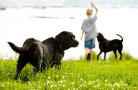 10. Keeping Your Dog Safe Prevention is the Best Medicine Even if you are the most protective guardian in the world, there is no way to ensure that your dog will never get hurt.