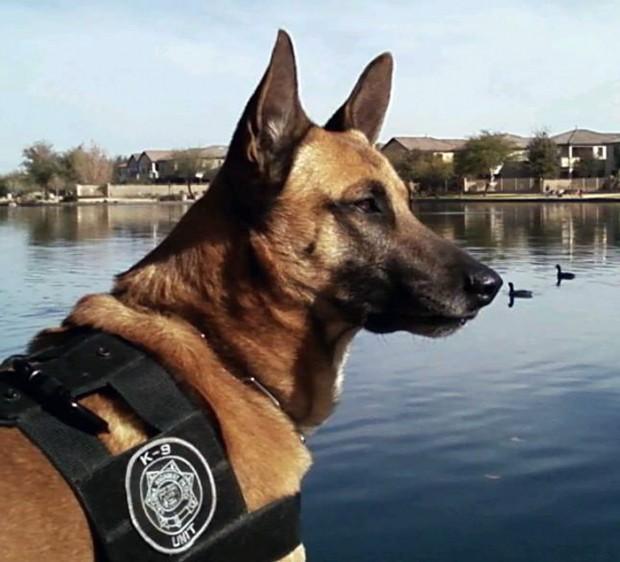 July 11, 2012 / Tucson, Arizona Arizona Department of Public Safety drugsniffing K9 Jeg, a 6-year-old Belgian Malinois, was rushed to a veterinary hospital after being left in a hot squad car for