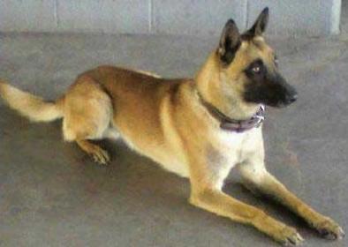 June 17, 2013 / Pickens County, Georgia Woodstock Police Department K9 Officer Spartacus, a 3-year-old Belgian Malinois, was found dead of heatstroke after he had been left unattended in his handler