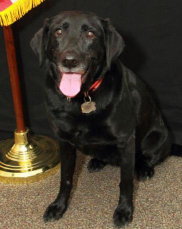 August 13, 2013 / Bennettsville, South Carolina Bennettsville Police Department K9 Officer Tank, a 4-year-old Labrador retriever, died after his handler left him unattended in a hot vehicle.