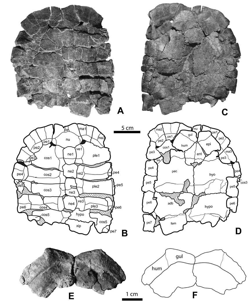 Figure 4 2. Rhinoclemys panamaensis Holotype UF 237887. A B. Carapace in dorsal view. C D plastron and carapace in ventral view. E F.