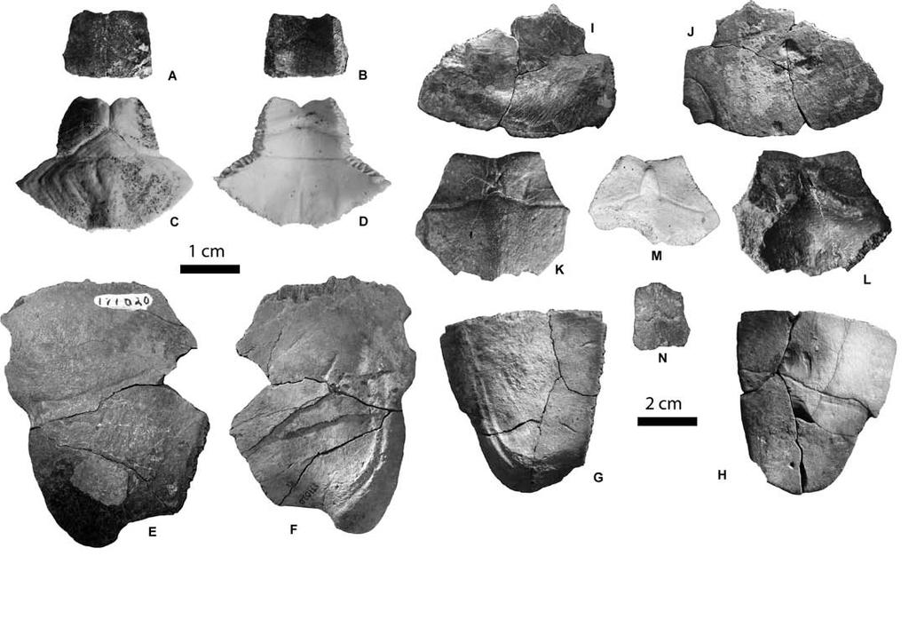 104 Figure 4 3. Rhinoclemys cf. Areolata UF242075 most anterior portion of the nuchal A. Dorsal view, B. Ventral view. Rhinoclemmys areolata UF(H)54199 complete nuchal. C. Dorsal view, D.