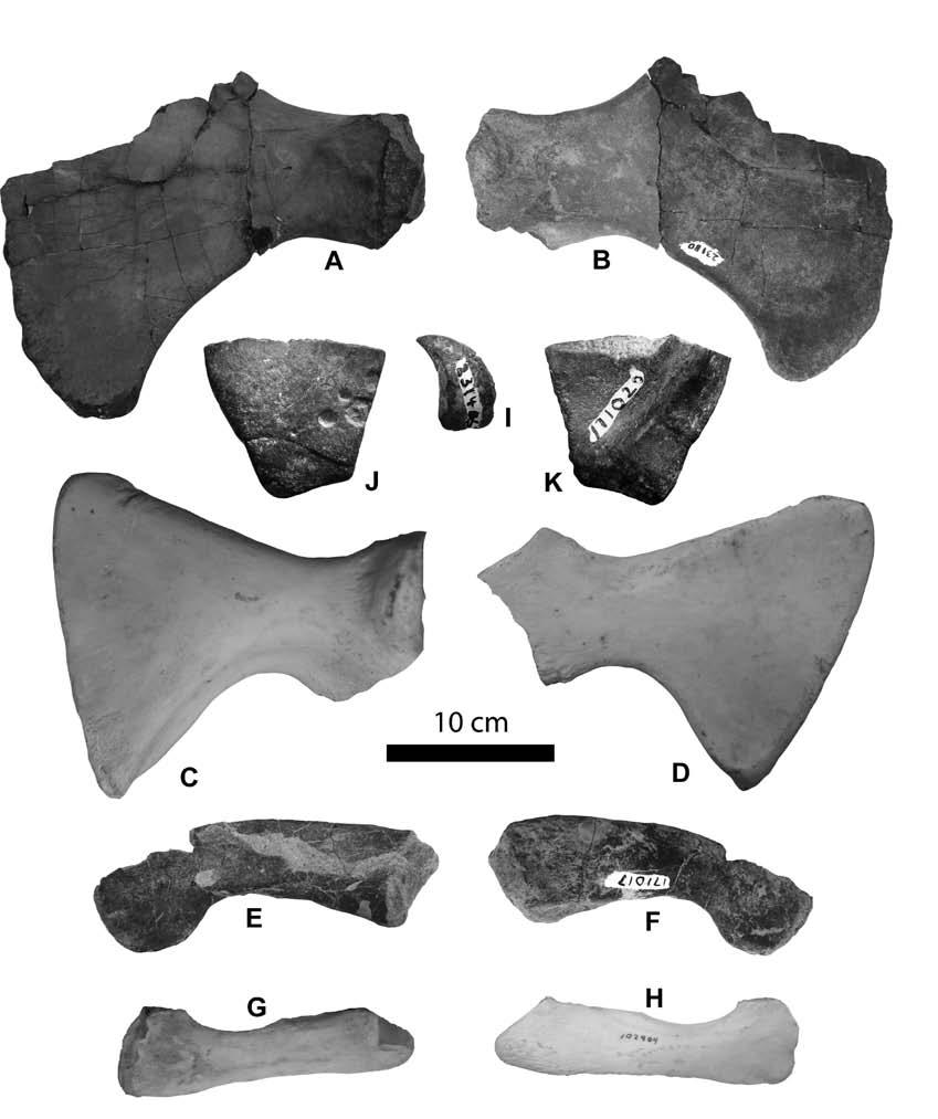 Figure 4 4. Testudinids Cf. Geochelone. USNM V23180, right coracoid. A.Ventral view, B. Dorsal view. USNM PAL 171017, right ulna. E. Dorsal view, F. Ventral view. USNM V23146, claw. I. Lateral view.