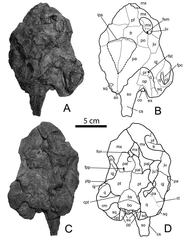 Figure 3 2. UF/IGM 33, Cerrejonemys wayuunaiki, holoytpe. Skull, in A B, dorsal and C D, ventral views.